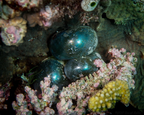 Valonia ventricosa