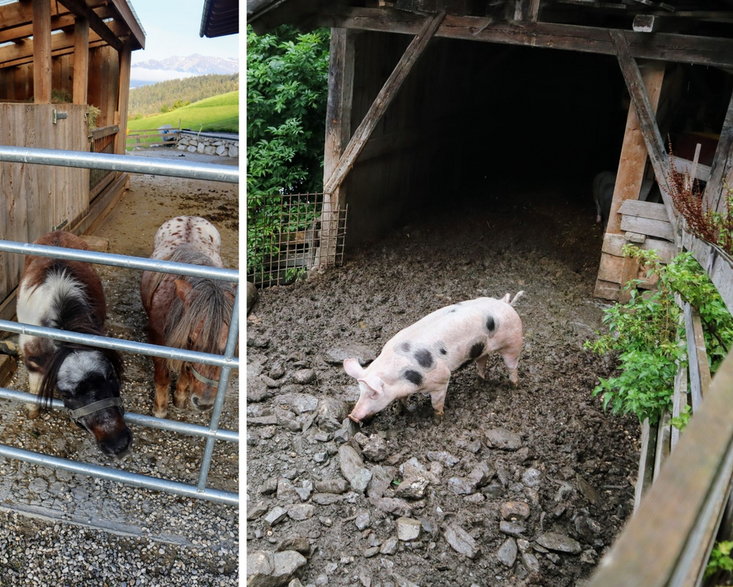 Zwierzęta w agroturystyce Ahner Berghof