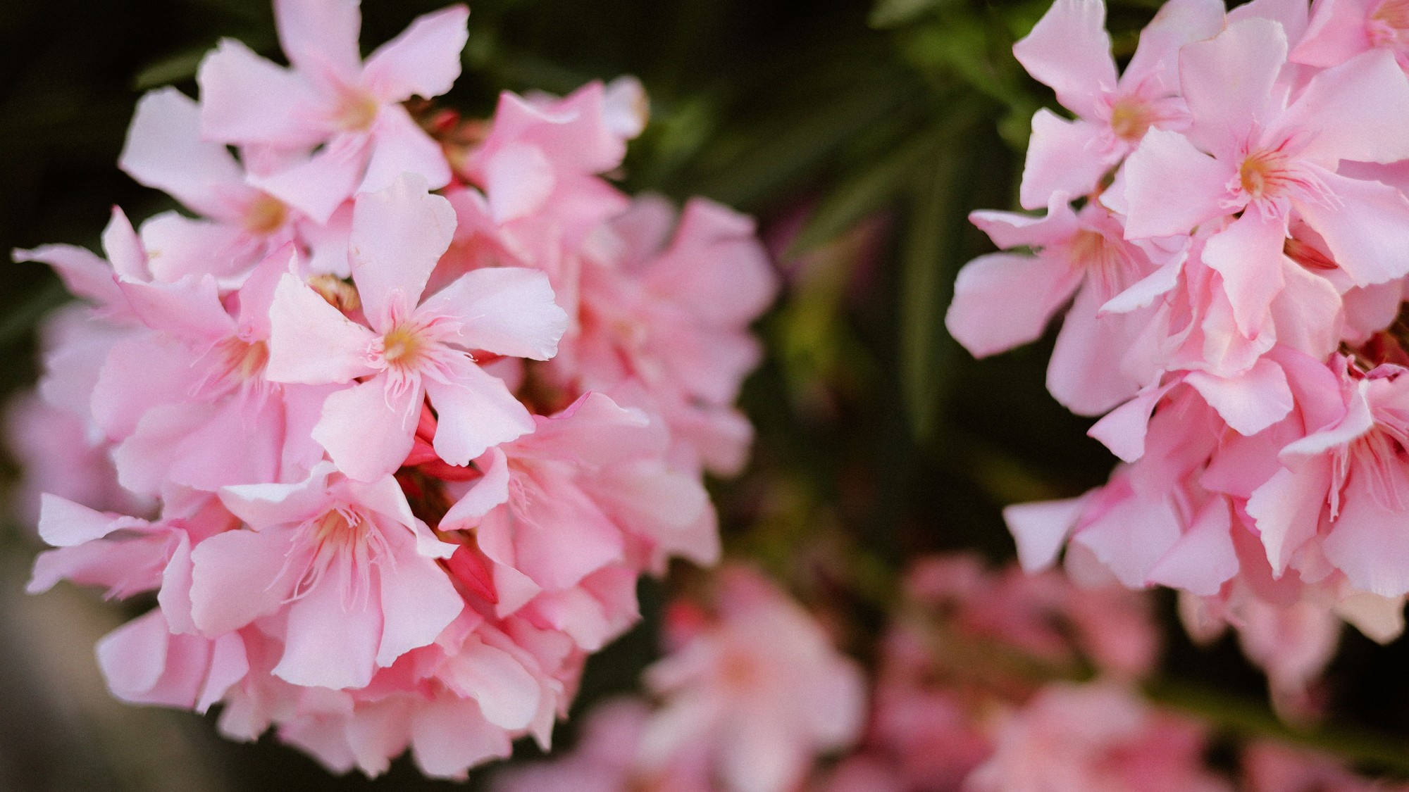 Rozkvitnutý ružový oleander (Nerium oleander) je obľúbenou ozdobou balkónov a terás. Po odkvitnutí potrebuje správnu starostlivosť, aby bohato kvitol aj v ďalšej sezóne.
