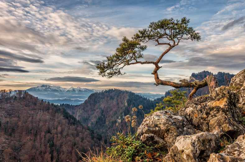 Pieniny Sosna Z Sokolicy Znów Uszkodzona Podróże