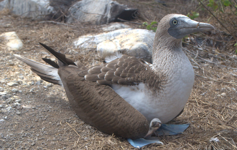 Wyspa Galapagos