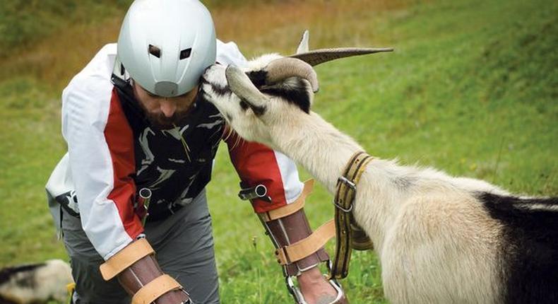 Mr Thomas Thwaites lives as a goat for three days