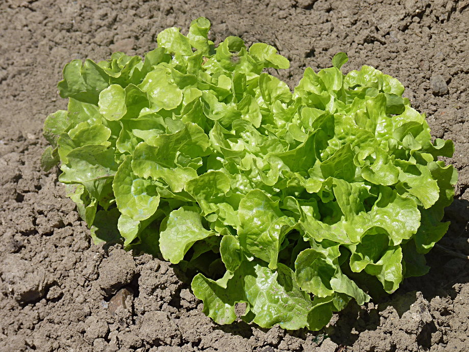 No. 4. Leaf lettuce