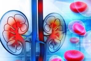 Human kidney cross section