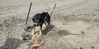 Ten horror trwał wiele dni. Jego pan nawet nie pofatygował się, żeby ukryć swoje bestialstwo