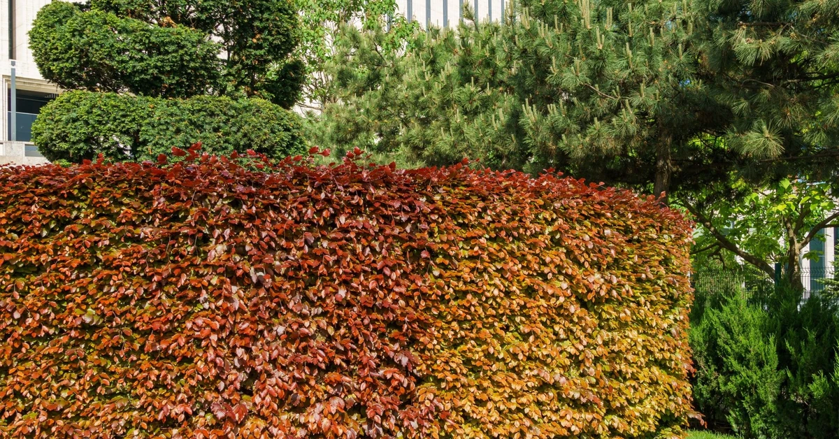 Co zamiast tui gwałtownie rosnące? Ten krzew idealnie nadaje się na żywopłot