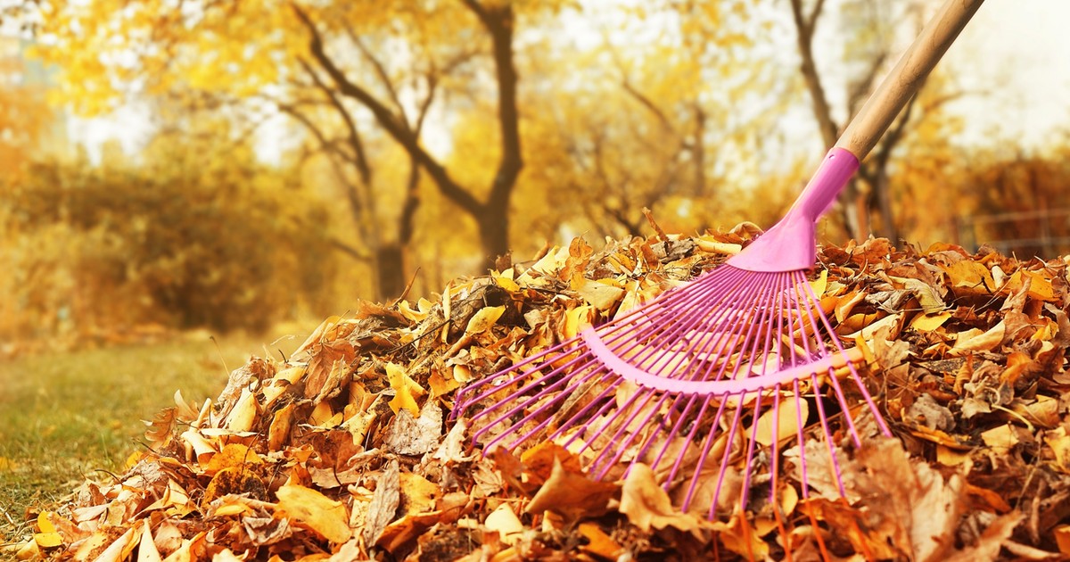 Uważaj na jesienne porządki w ogrodzie i na działce. Możesz słono zapłacić!