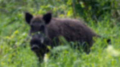 Brutalna walka z ASF. Cała Europa strzela do dzików