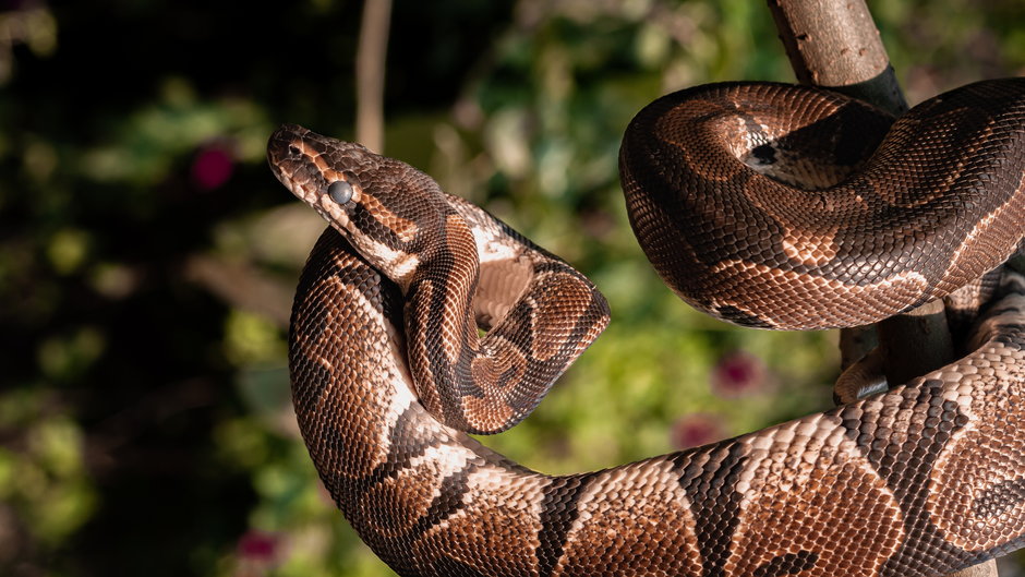 Odkryto szczątki największego węża na świecie (zdjęcie ilustracyjne)