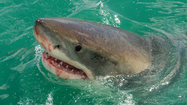 USA: rekordowa liczba ataków rekinów od roku 2000