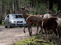 Inżynierowie mają rewolucyjny wynalazek do twojego auta
