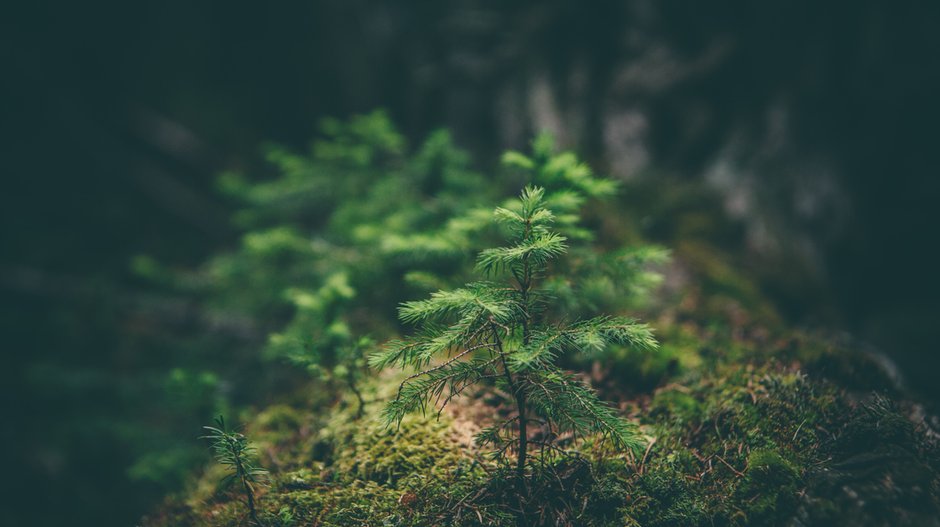 Emisje nie znikają z atmosfery w momencie posadzenia drzewa