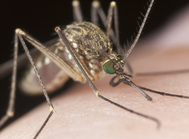 komar moskit malaria