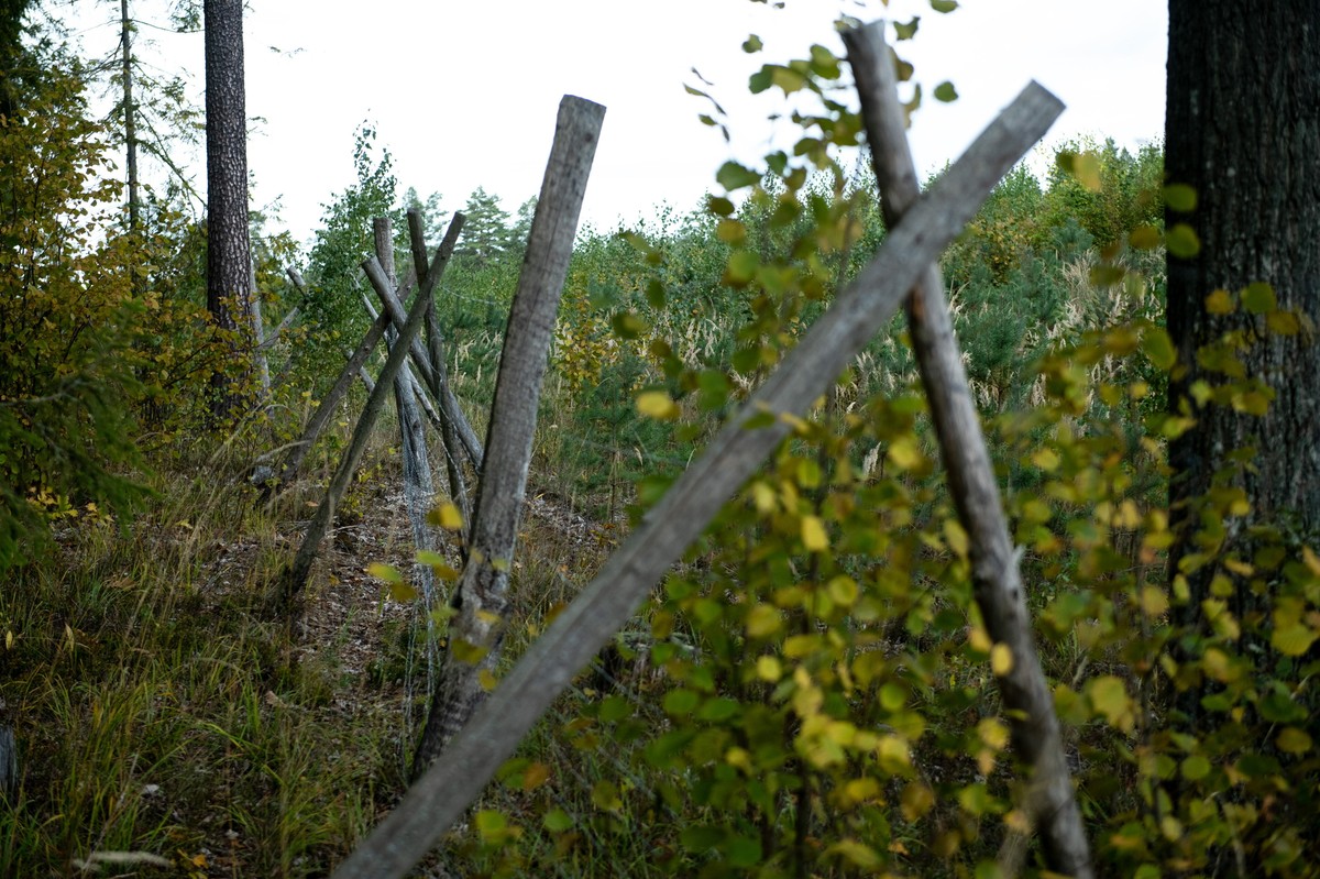Drewniane słupki ogrodzenia ustawione ukośnie w kształt litery X wśród drzew i krzewów w lesie, wczesna jesień, zielono-żółte liście i trawy.
