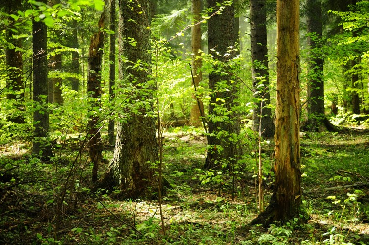 Na trenie nadleśnictwa Bircza znajduje się obecnie 8 rezerwatów przyrody, jednak nie obejmują one wszystkich najcenniejszym miejsc. Park narodowy miałby rozpościerać się na powierzchni ok. 18 tys. ha, z czego obecnie istniejące rezerwaty przyrody to tylko 3,25% („Rebece”, „Na Opalonym”, „Turnica”). Już Państwowa Rada Ochrony Przyrody w 2011 r. na posiedzeniu wyjazdowym w Przemyślu potwierdziła potrzebę zachowania „unikalnych na skalę międzynarodową wartości przyrodniczych” tego obszaru, zwracając przy tym uwagę, że dotychczasowy stan jego ochrony jest wysoce niewystarczający. Jednym z wysuniętych wówczas postulatów było pilne rozszerzenie ochrony rezerwatowej najcenniejszych ekosystemów projektowanego parku narodowego. Opierając się m. in. na tym argumencie, Fundacja Dziedzictwo Przyrodnicze chce na terenie 8 tys. hektarów ustanowić rezerwat „Reliktowa Puszcza Karpacka”, który „będzie w stanie trwale zabezpieczyć najcenniejsze fragmenty turnickich lasów, dopóki nie powstanie park narodowy”. 
<br><br>
Warto przypomnieć, że w Polsce lasy gospodarcze stanowią 99 proc. powierzchni wszystkich lasów. Tylko 1 proc. z nich objętych jest szczególną formą ochrony przyrody.
<br><br>
fot. Maciek Suchorabski