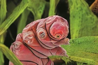 To jedno z najdziwniejszych zwierząt. Jest niemal niezniszczalne