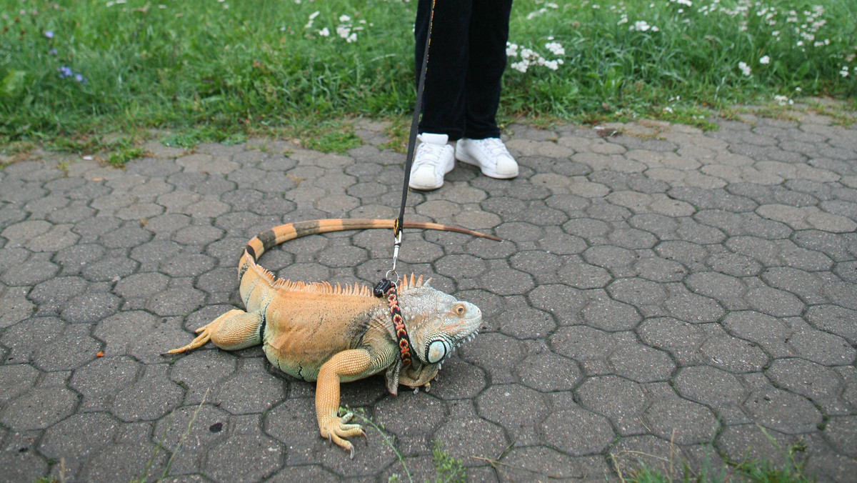 Węże, skorpiony, legwany, tarantule, a ostatnio nawet skunksy to tylko część pupili, jakie Polacy trzymają w domach. Mimo że hodowla wielu z nich jest zabroniona i tak nikt tego nikt sprawdza. Okolica dowiaduje się o zwierzątku, dopiero kiedy wypełznie...