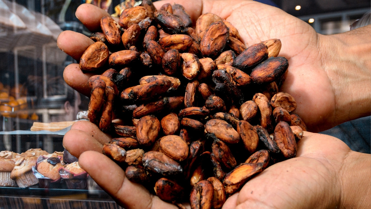 Kakao przebija kolejne sufity cenowe. Odbudowanie produkcji zajmie lata