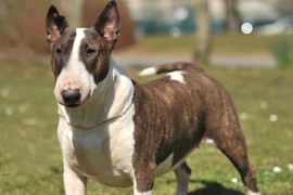 Engleski bul terijer: Najneobičniji pas na svetu koji važi za izuzetno ružnog, ali je SRCE OD LJUBAVI