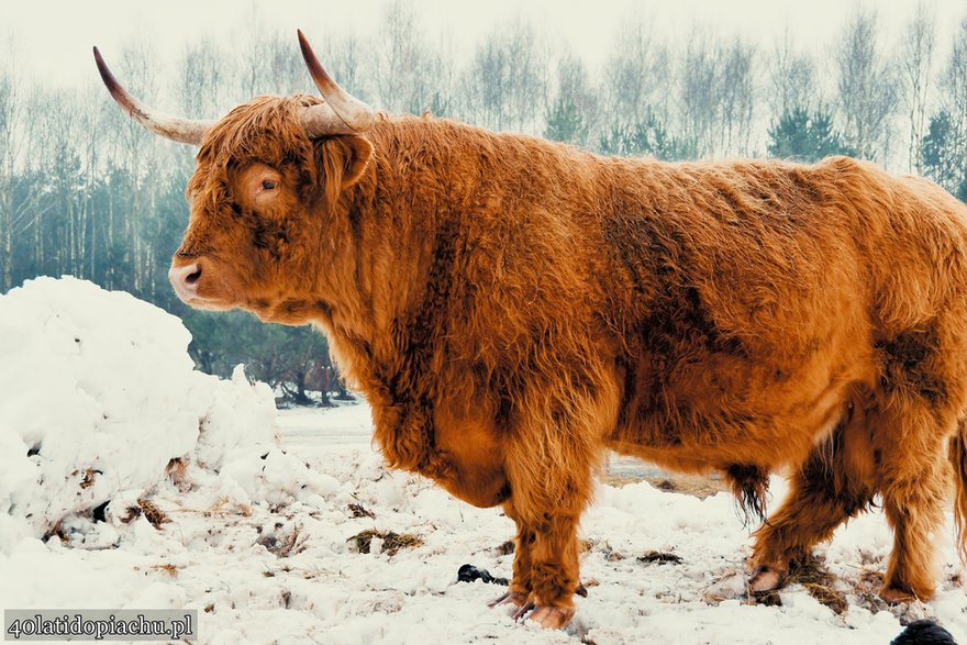 Highland Cattle