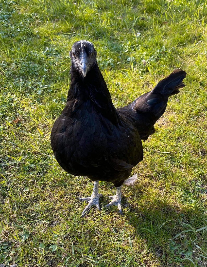 Ayam cemani