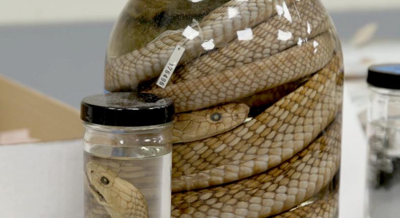 Jars of embalmed snakes at Chicago's Field Museum.Clancy Morgan/Insider