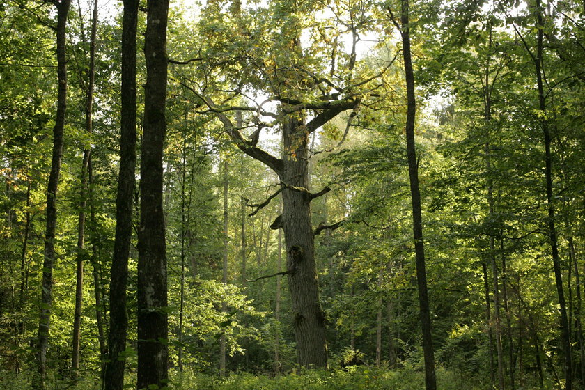 Puszcza Białowieska