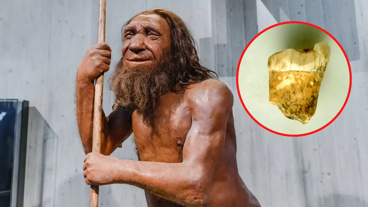 Naukowcy zbadali ząb neandertalczyka, aby dowiedzieć się więcej o jego diecie (screen: www.eurekalert.org/Lourdes Montes)