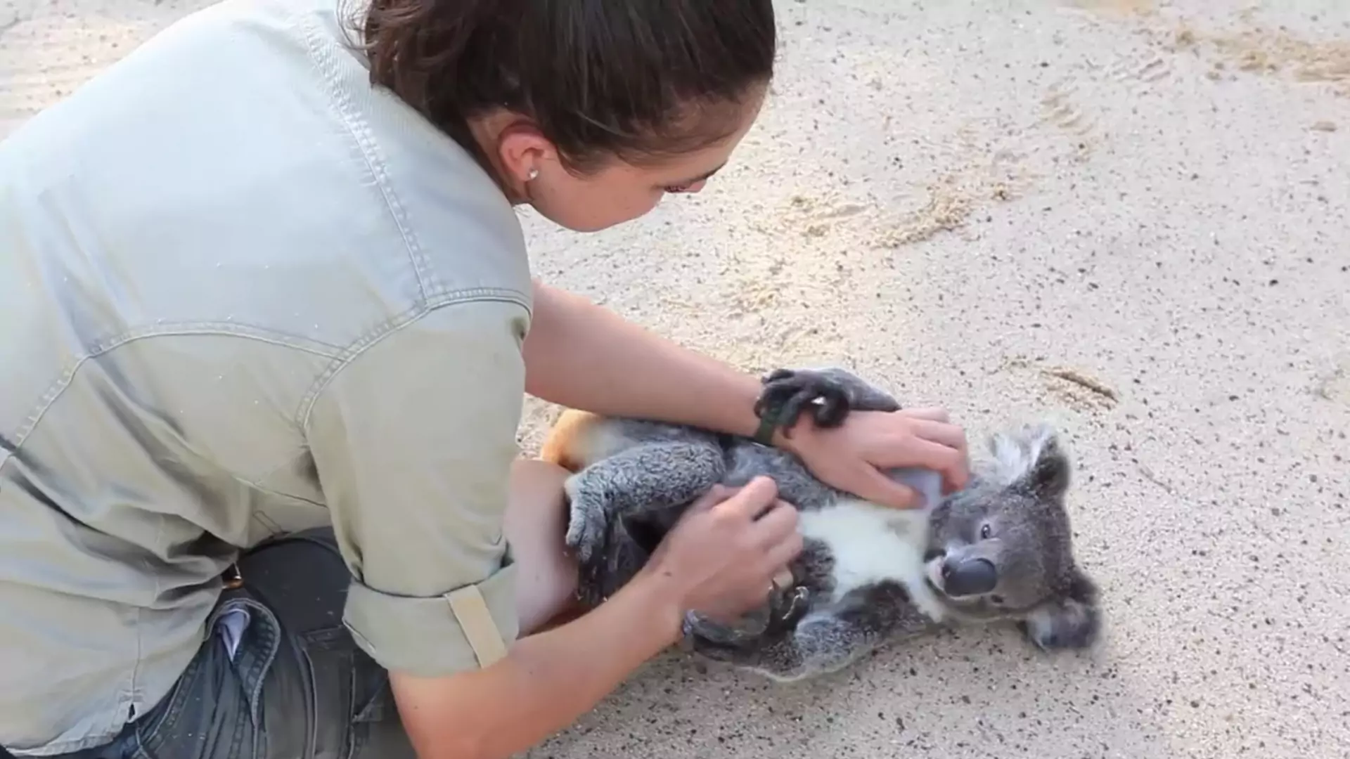 Ta koala uwielbia, kiedy drapie się ją po brzuszku. Zobacz urocze nagranie!