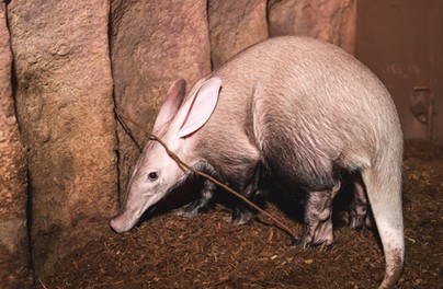 Mrównika uratował i odchował pracownik zoo