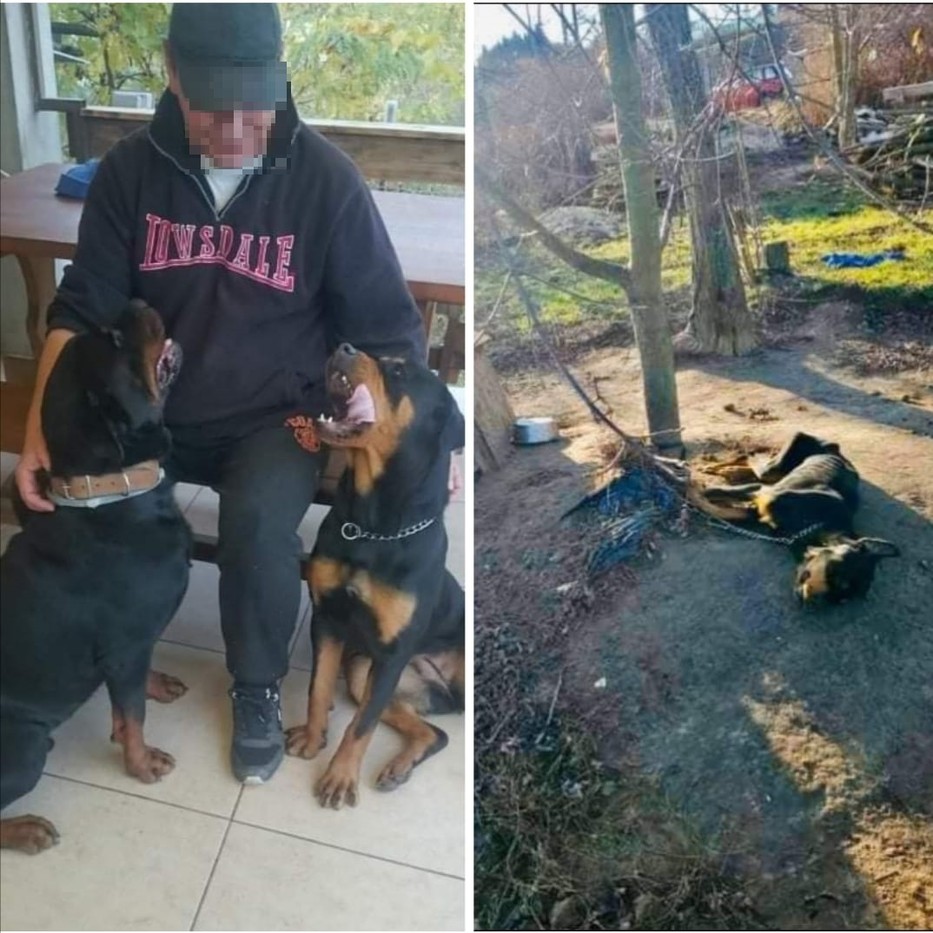 Az azóta elhunyt férfiról készült régi kép mutatja: jól tartotta kutyáit. A jobb oldali fotón az állítólag éheztetett eb teteme /Fotó: Facebook