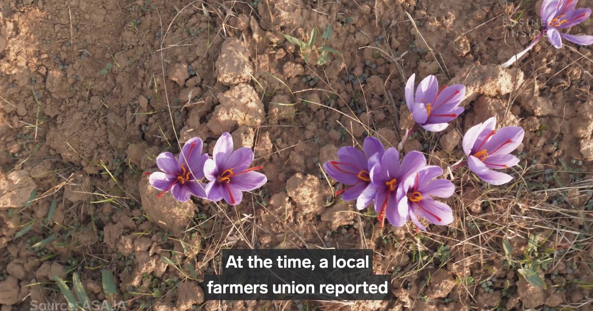Real saffron can cost you over 10,000 per kilo. Here's what makes it