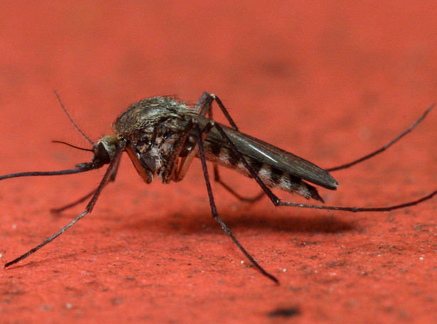 W Afryce malaria co minutę zabija jedno dziecko