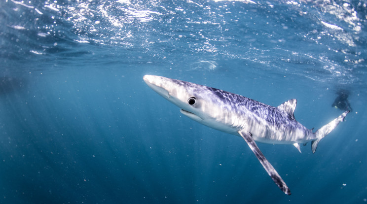 Egy kék cápát láttak a horvát tengerpartok közelében / Illusztráció / Fotó: Northfoto