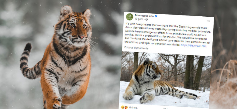 W ogrodzie zoologicznym w Minnesocie zdechł tygrys o imieniu Putin