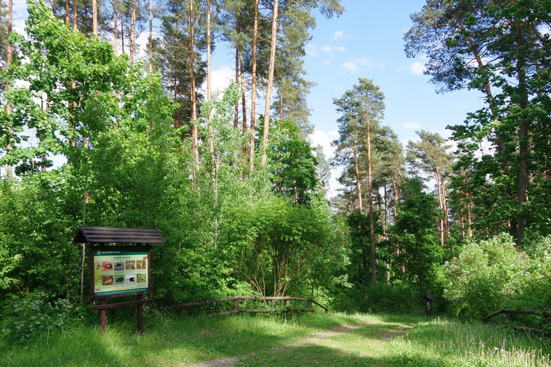 Leśne Arboretum Warmii i Mazur w Kudypach