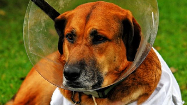 Wiele chorób dotyka nie tylko psy, ale także ich opiekunów