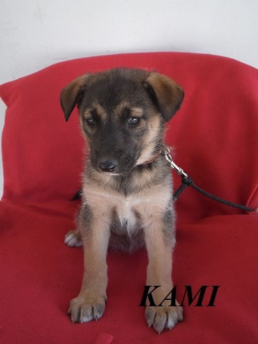 Kami 