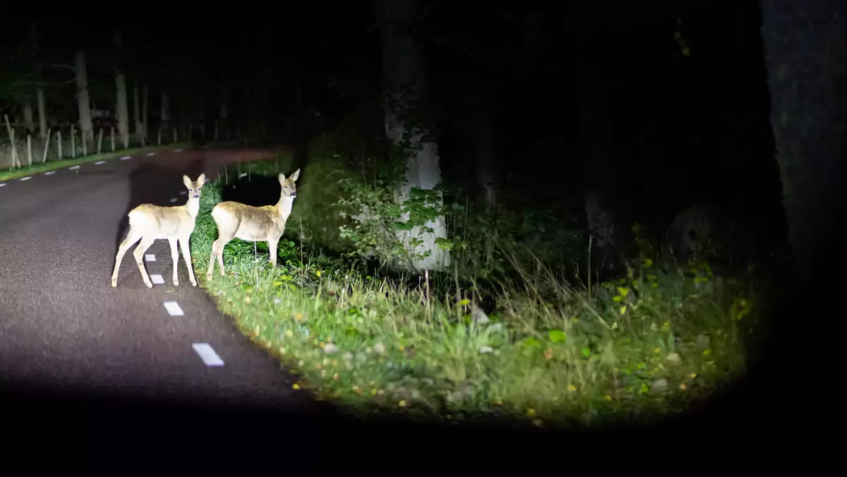 Jak uniknąć kolizji z dzikimi zwierzętami?