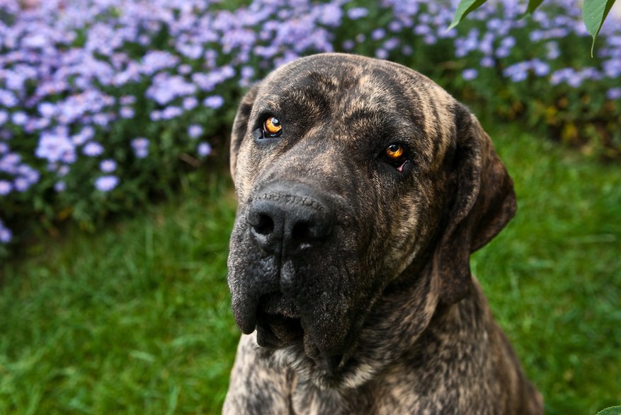 Fila brasileiro - janifest/stock.adobe.com