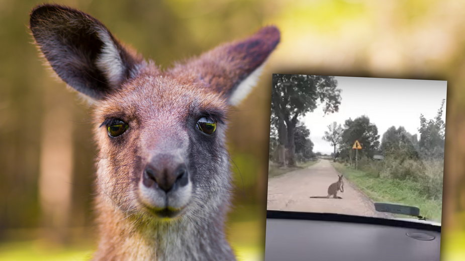 Jeden z kierowców spotkał na drodze kangura