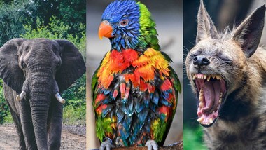 85 proc. internautów się myli. QUIZ Zwierzęta świata. Rozpoznasz gatunek po jednym fakcie?