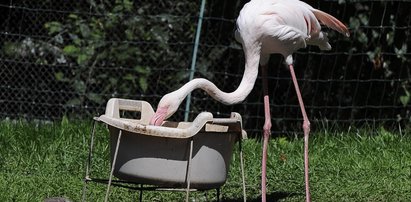 Flamingi plażują nad wodą