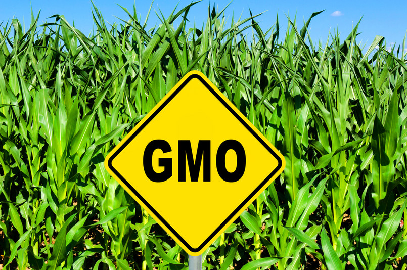 Ustawa wydłużająca możliwość stosowania pasz GMO o dwa lata do podpisu prezydenta. Senat nie zgłosił poprawek