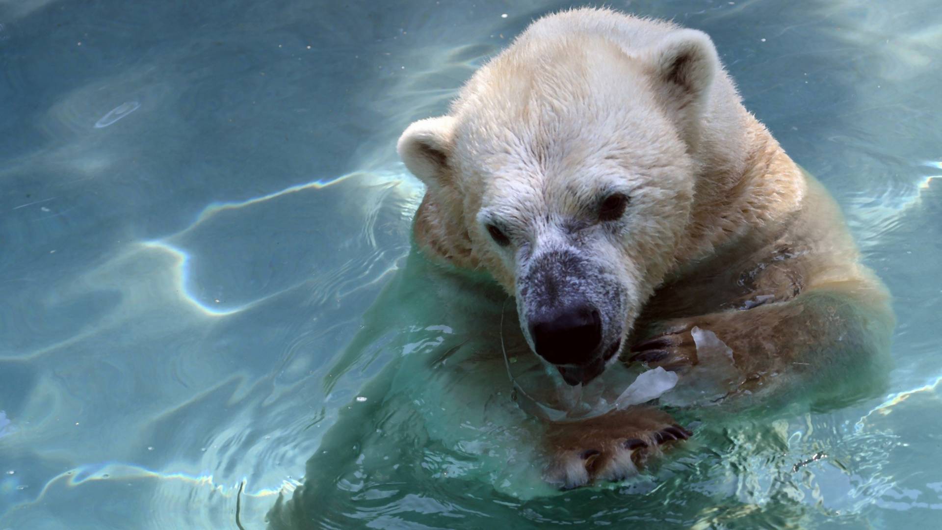 Satima je jurio savršenu sliku polarnog medveda - rezultat je tuga nad tugama