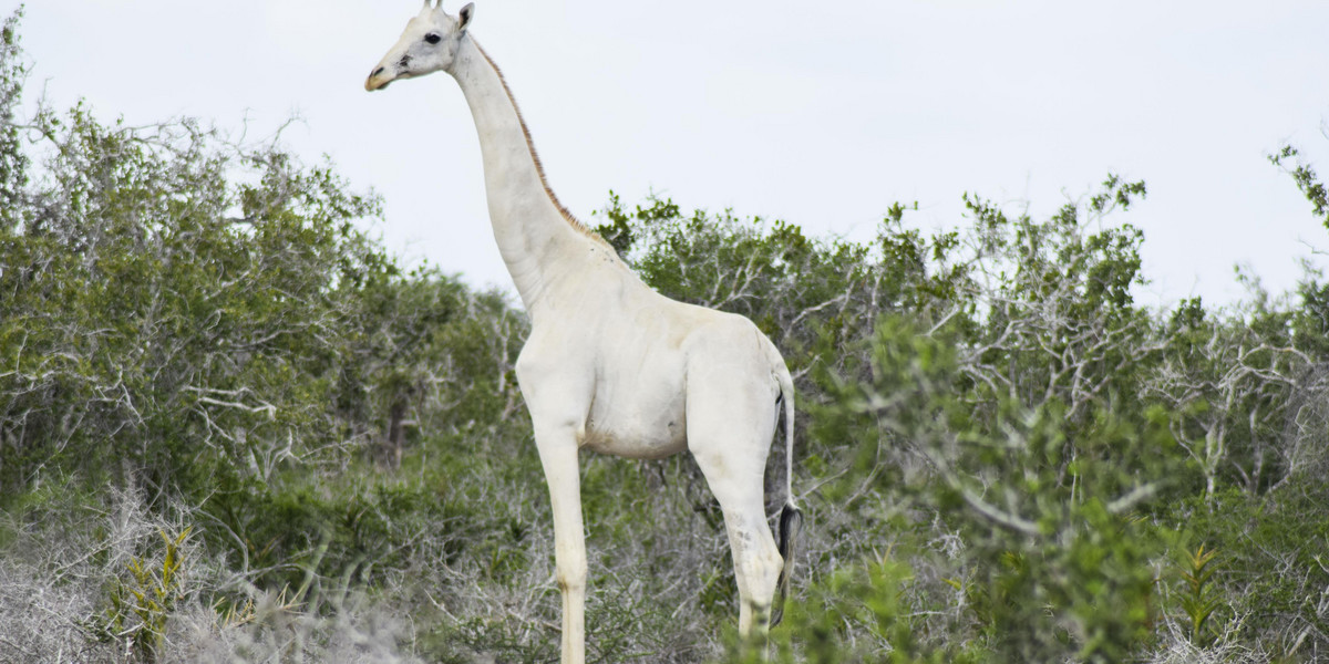 Sfotografowano białe żyrafy
