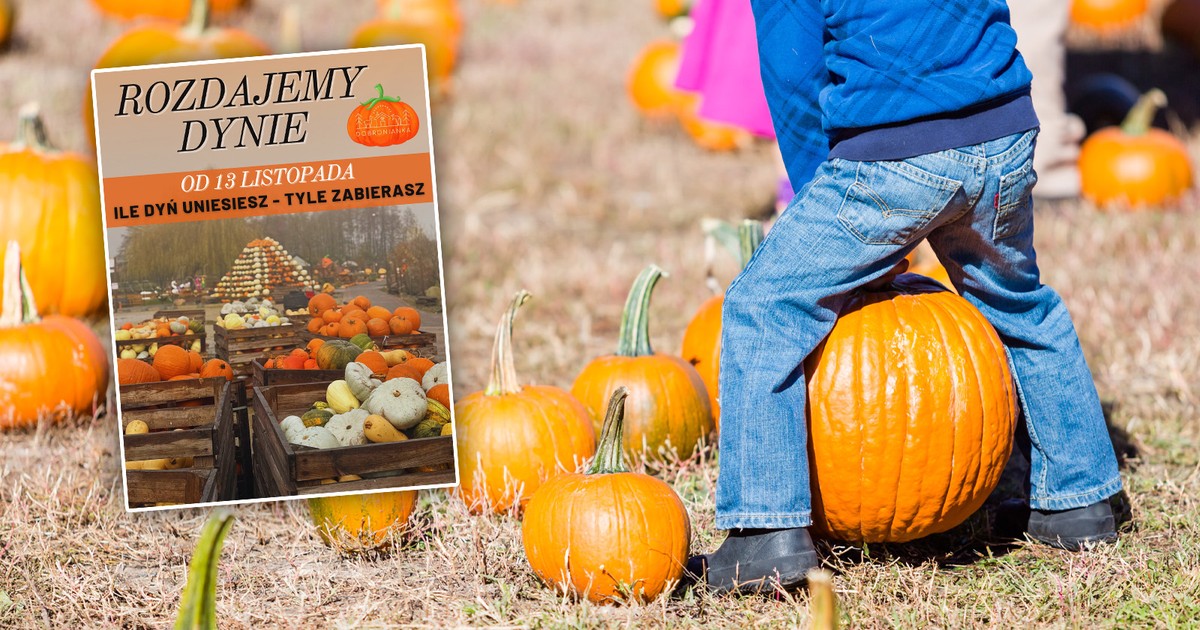 Rozdają jesienne dynie zupełnie za darmo. "Każdy może wziąć tyle, ile uniesie"