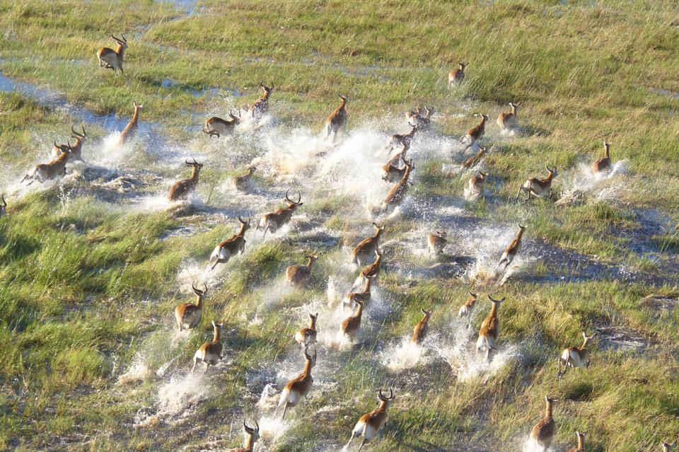 Delta Okavango