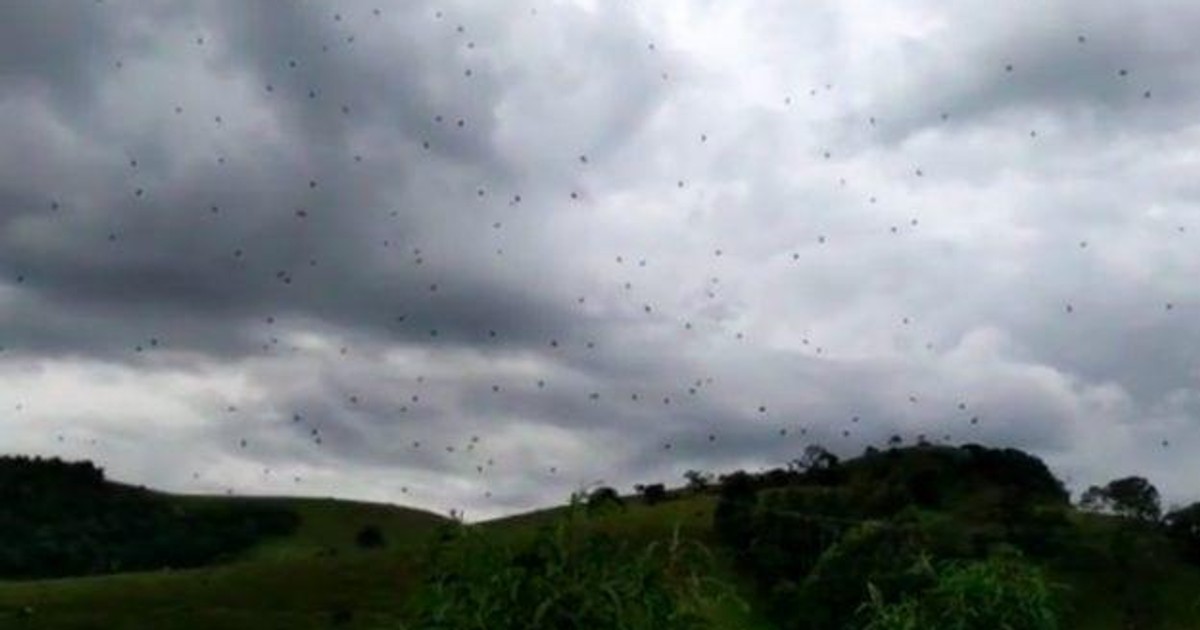 W Brazylii spadł "deszcz pająków", ludzie są przerażeni, eksperci