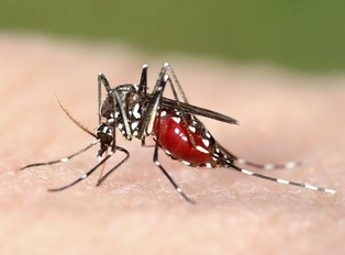 Floryda wypuści niemal miliard zmodyfikowanych genetycznie komarów